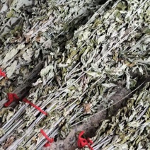 干艾草艾草大叶艾草鲜艾草