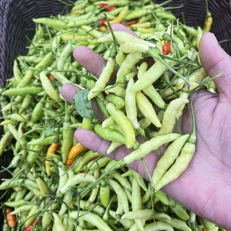 江西高山野山椒泡椒辣椒小米辣朝天椒白辣椒魔鬼辣椒