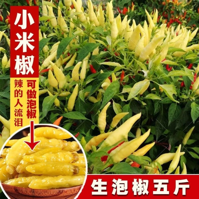 江西高山野山椒泡椒辣椒小米辣朝天椒白辣椒魔鬼辣椒