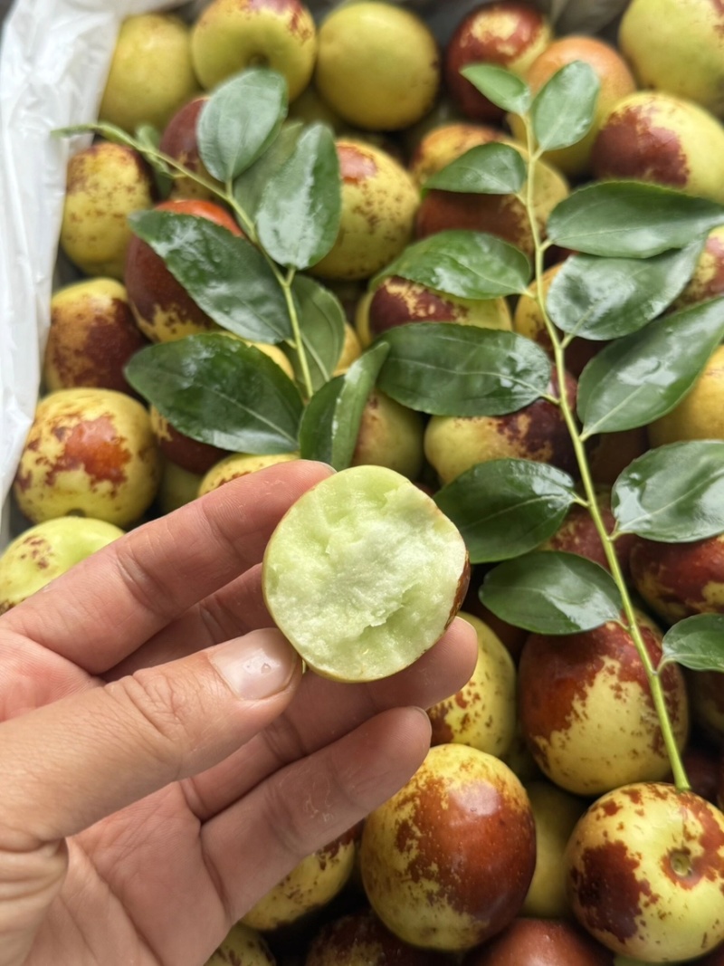 大荔冬枣