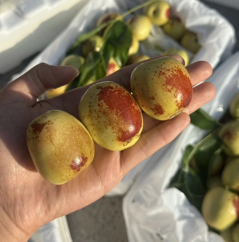 大荔冬枣