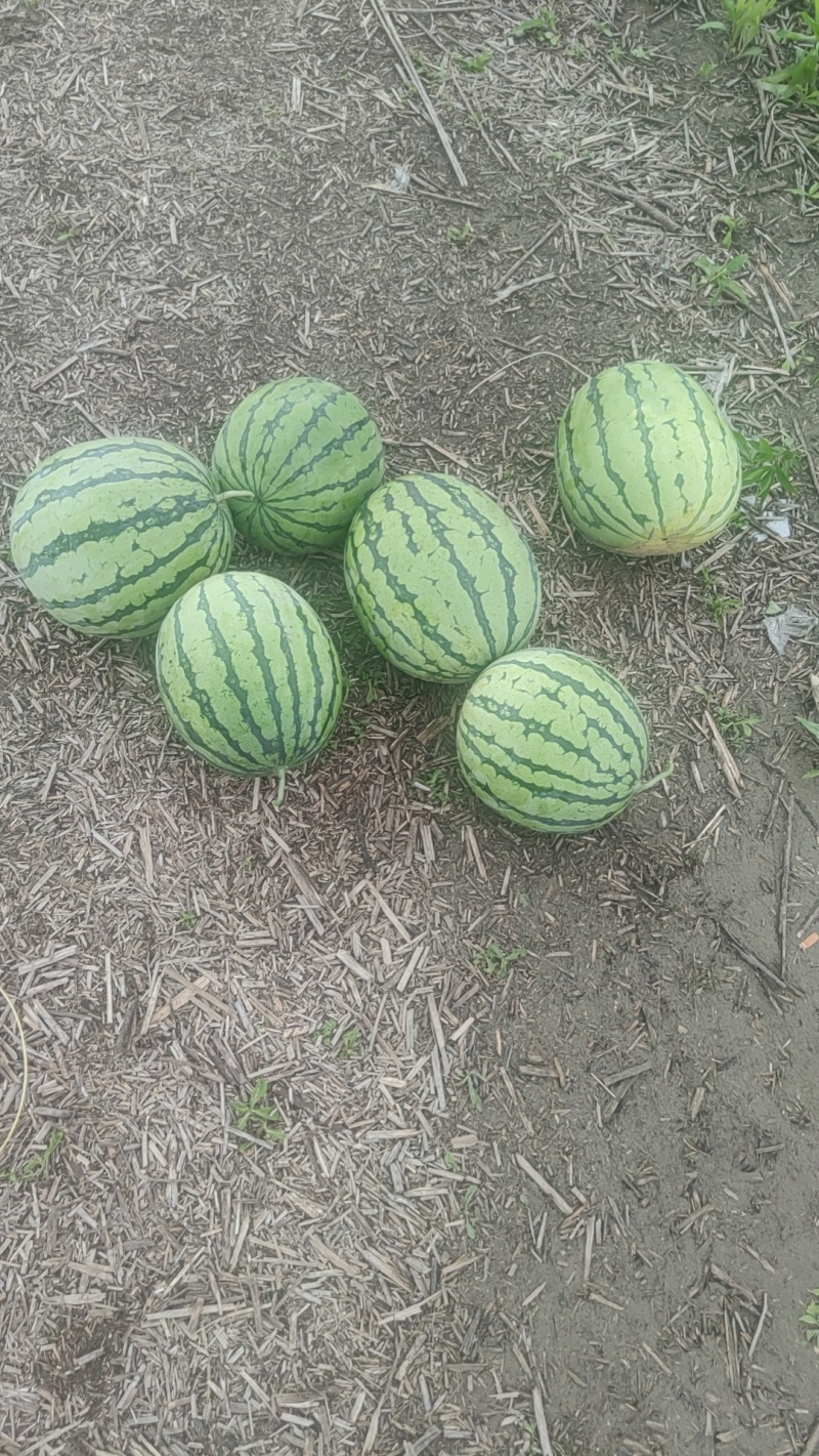 产地直销一手货源整车批发