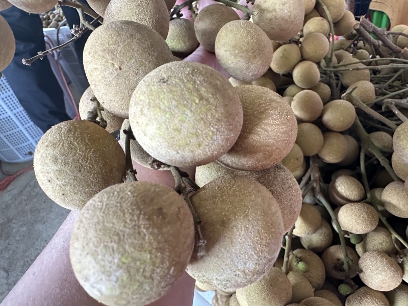 产地直发正宗储良龙眼肉厚核小味甜批发广东茂名储良龙眼