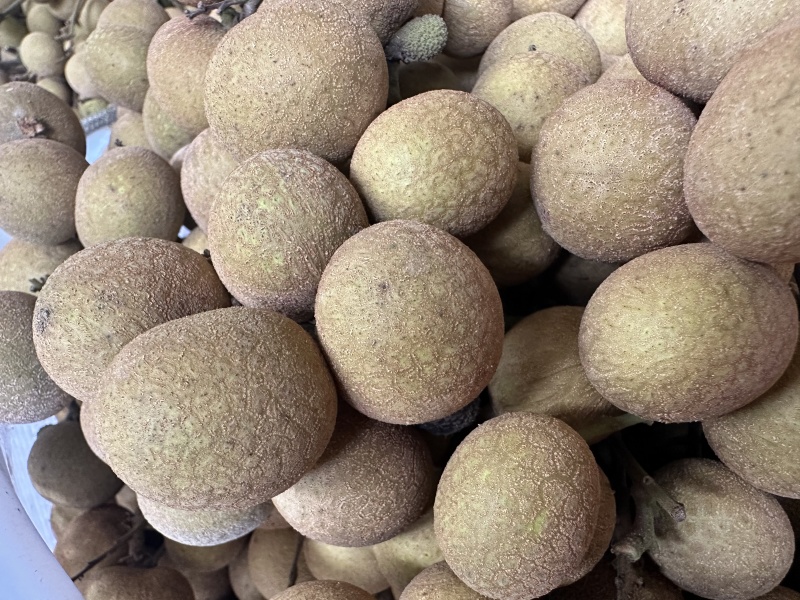 产地直发正宗储良龙眼肉厚核小味甜批发广东茂名储良龙眼