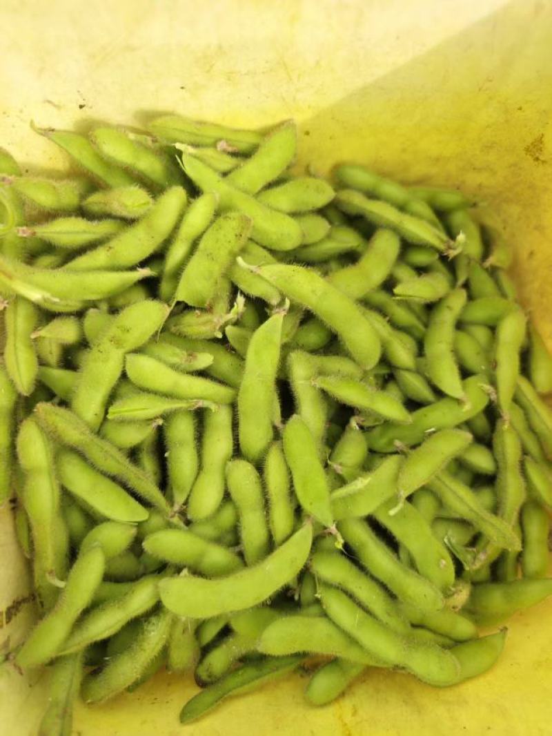 现摘现发新鲜毛豆