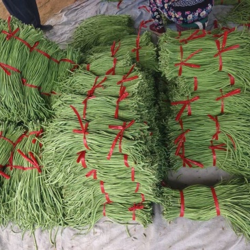 长豆角豇豆现摘现发