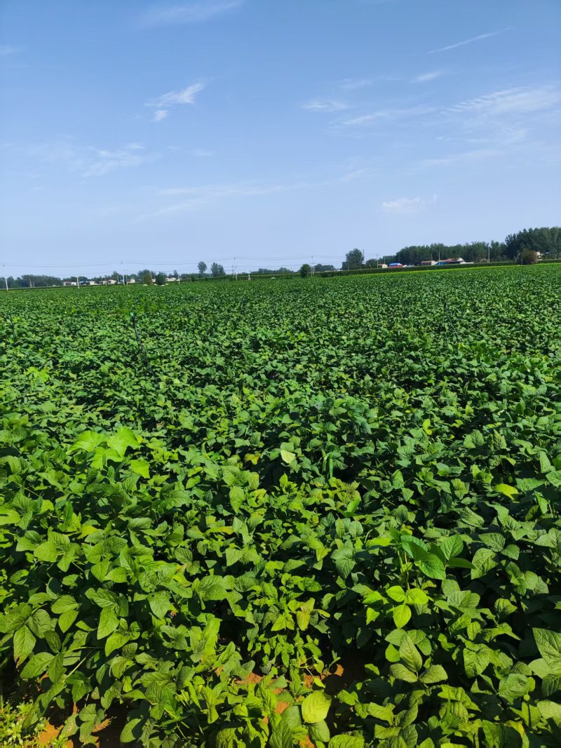 毛豆75-3。基地货。现摘现发。电商。加工厂