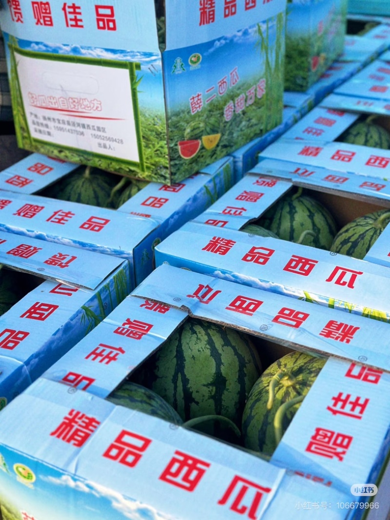 安徽省淮南市凤台县毛集镇精品西瓜露天上市
