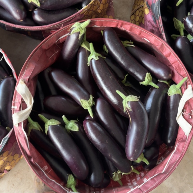 茄子，食堂货