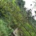 山苍子