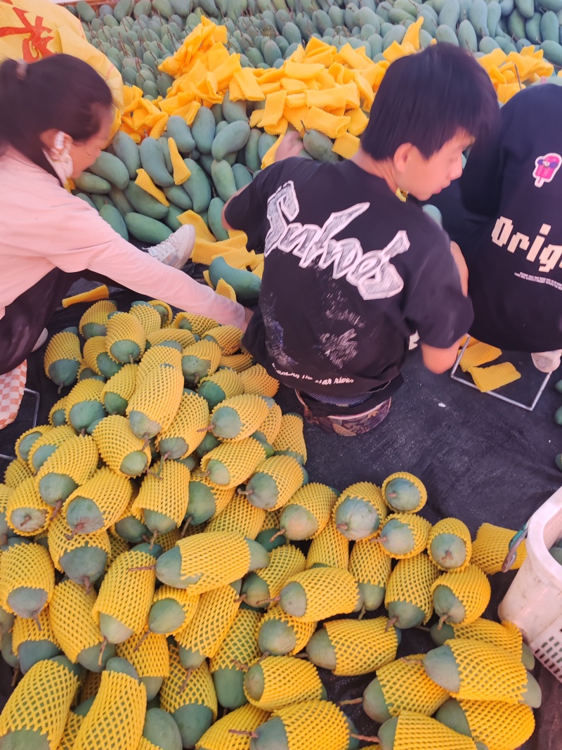 云南大青芒青金煌产地直发1件带框60斤批发烘焙茶饮
