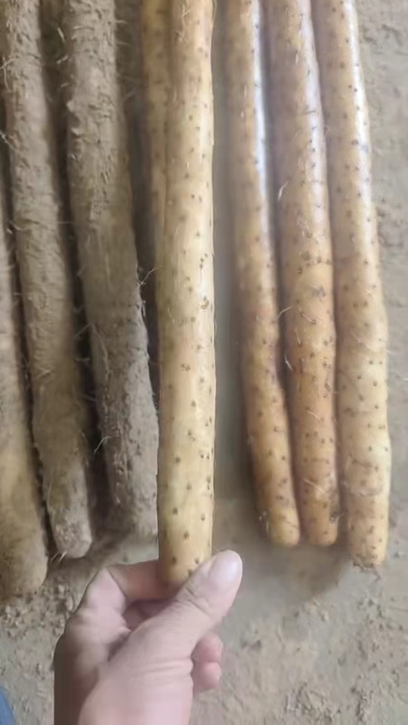 河南安阳双棒山药大量有货产地直发量大从优欢迎来电