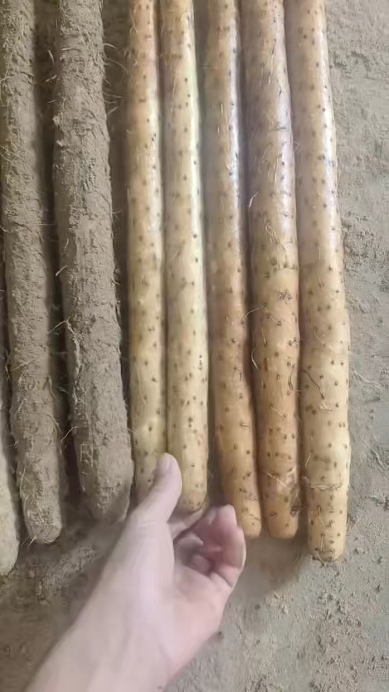 河南安阳双棒山药大量有货产地直发量大从优欢迎来电