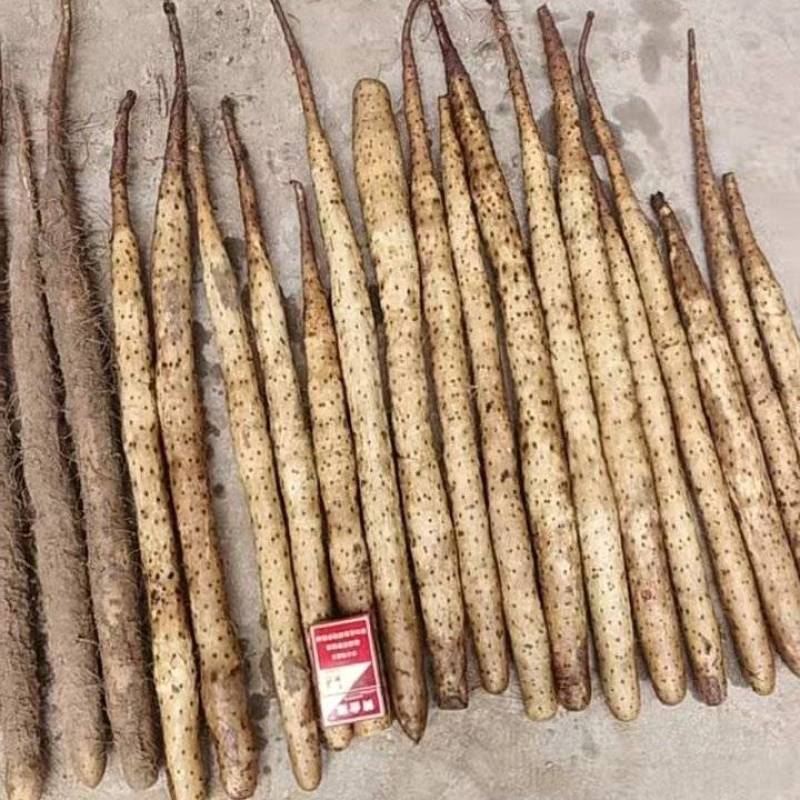 河南安阳双棒山药大量有货产地直发量大从优欢迎来电