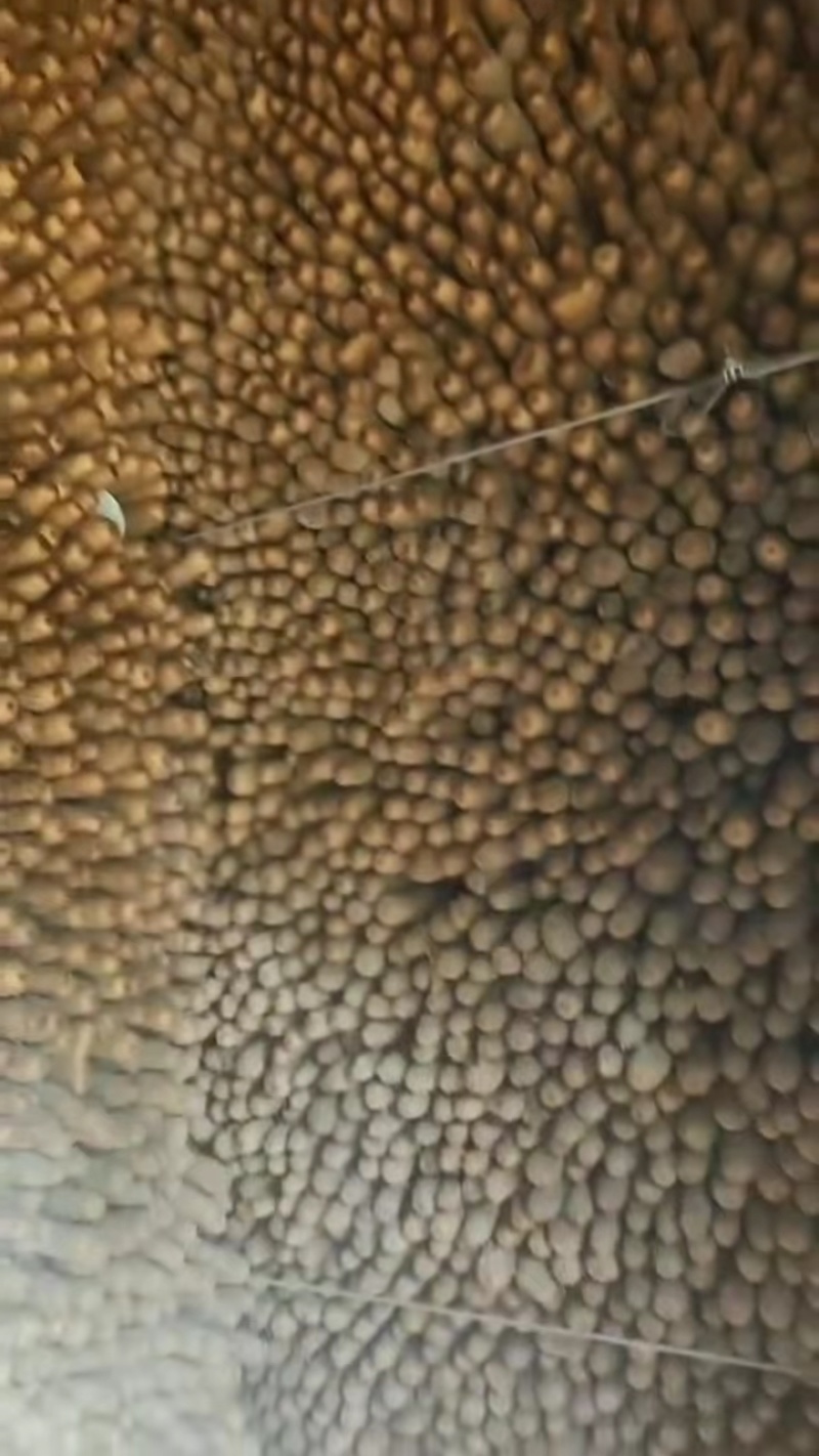 【推荐】双棒山药大量接单品质保证诚信经营欢迎来电