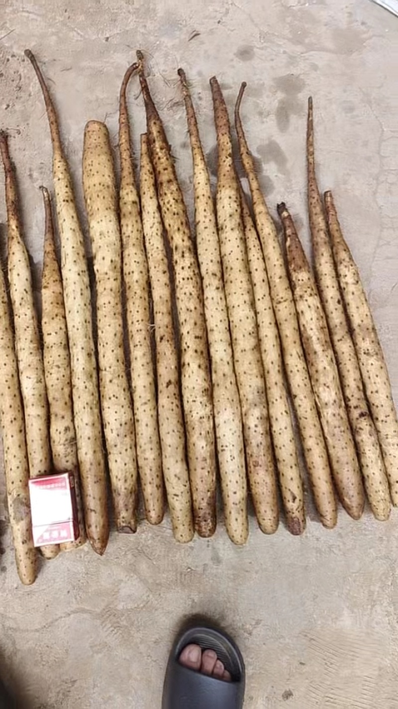 【推荐】双棒山药大量接单品质保证诚信经营欢迎来电