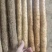 【推荐】双棒山药大量接单品质保证诚信经营欢迎来电