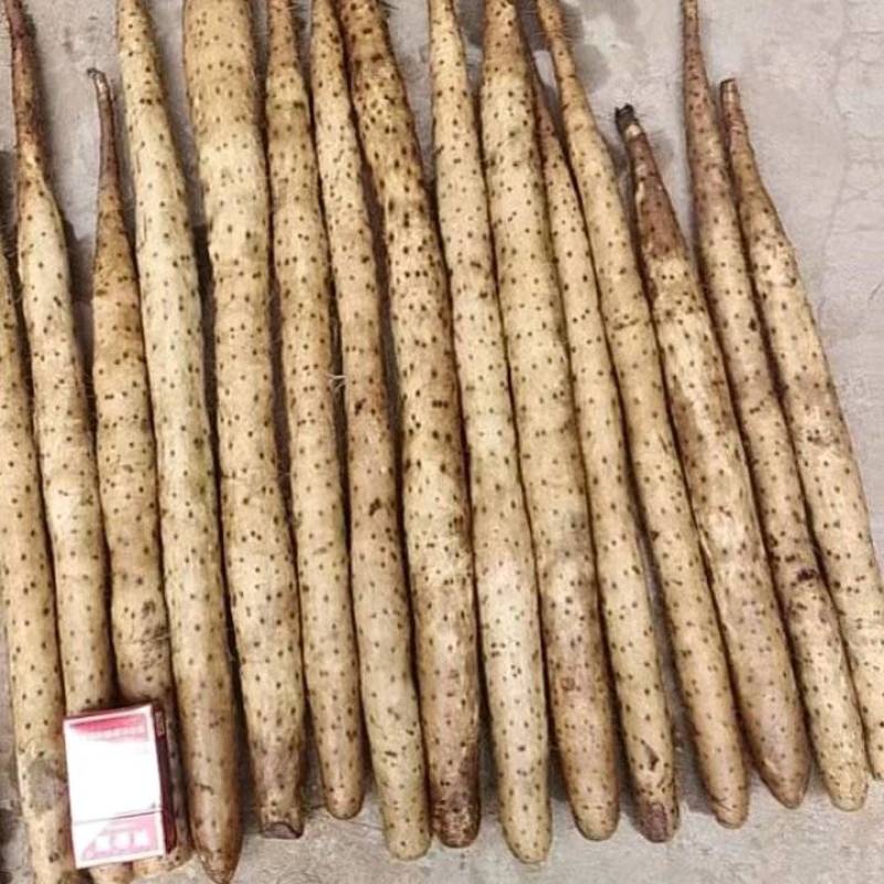 【推荐】双棒山药大量接单品质保证诚信经营欢迎来电