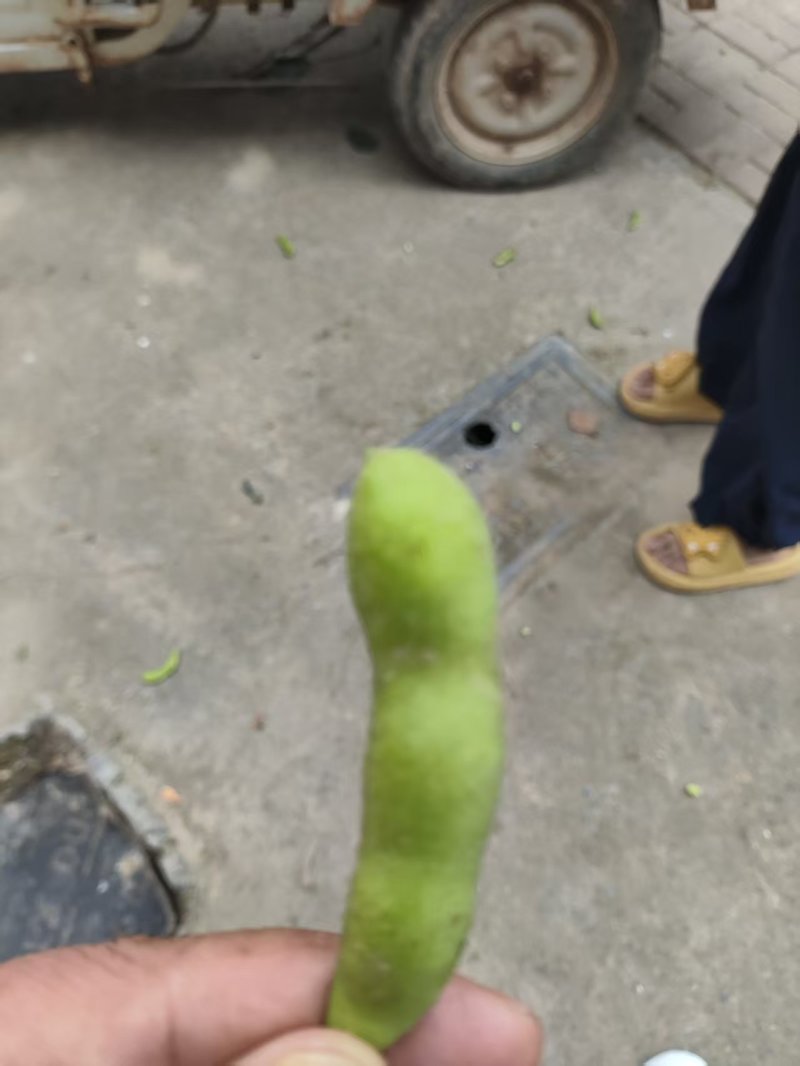 毛豆75-3。基地货。现摘现发。电商。加工厂
