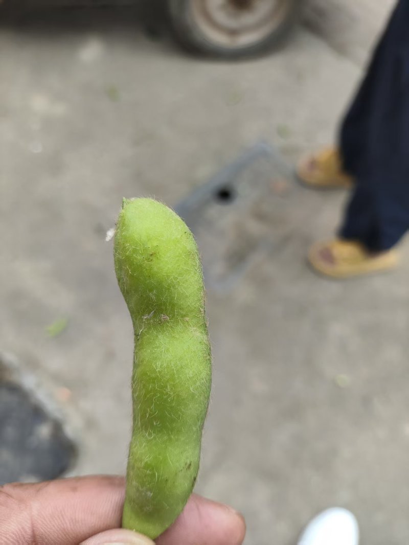 毛豆75-3。基地货。现摘现发。电商。加工厂