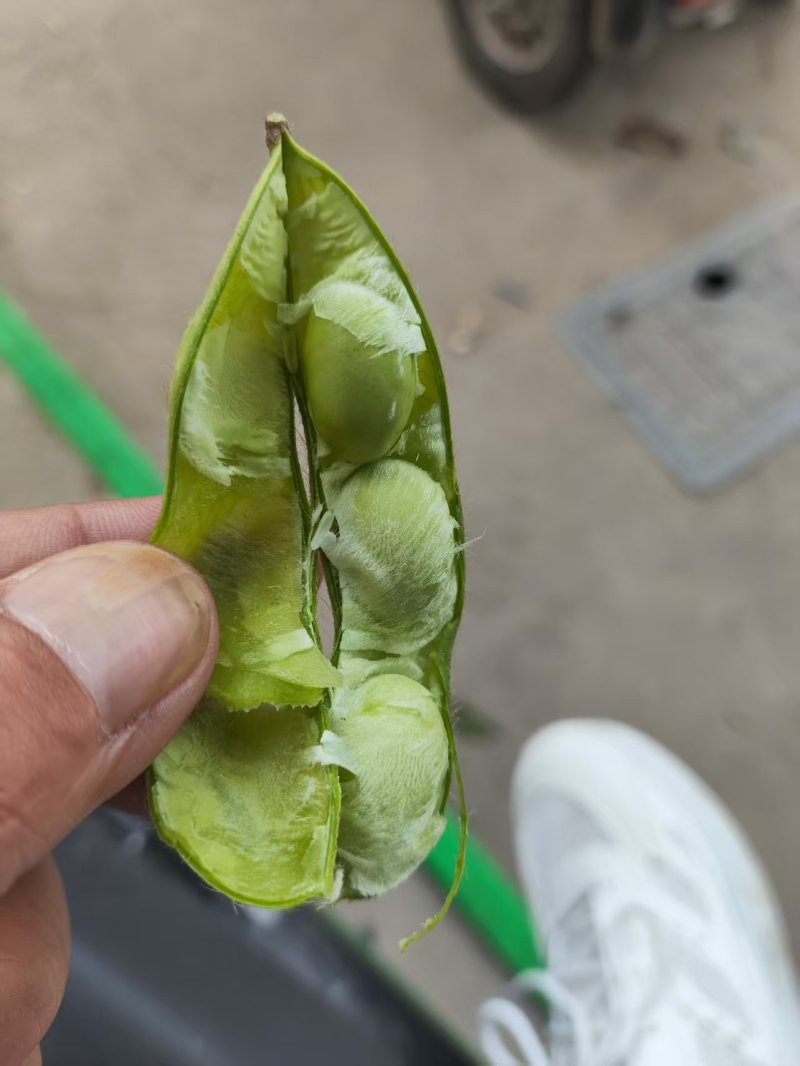 毛豆75-3。基地货。现摘现发。电商。加工厂