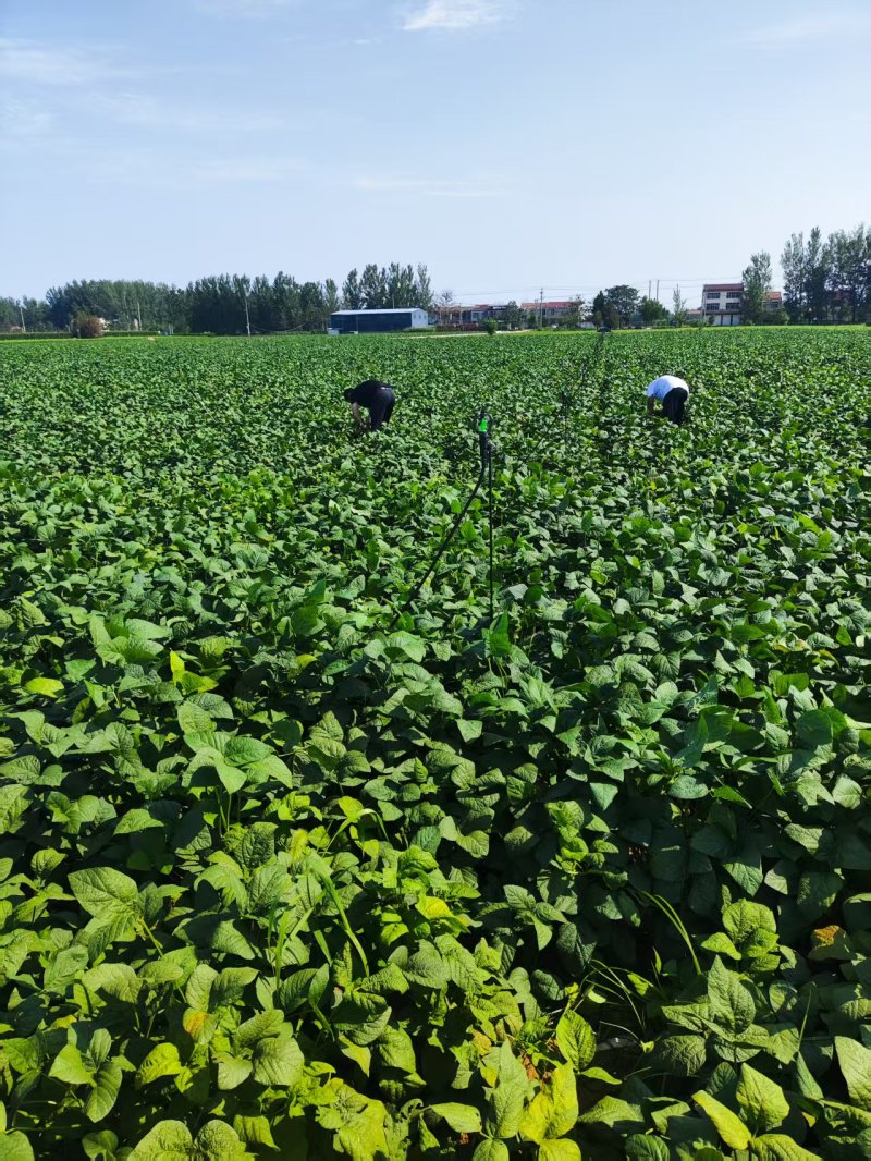 毛豆75-3。基地货。现摘现发。电商。加工厂