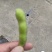 毛豆75-3。基地货。现摘现发。电商。加工厂