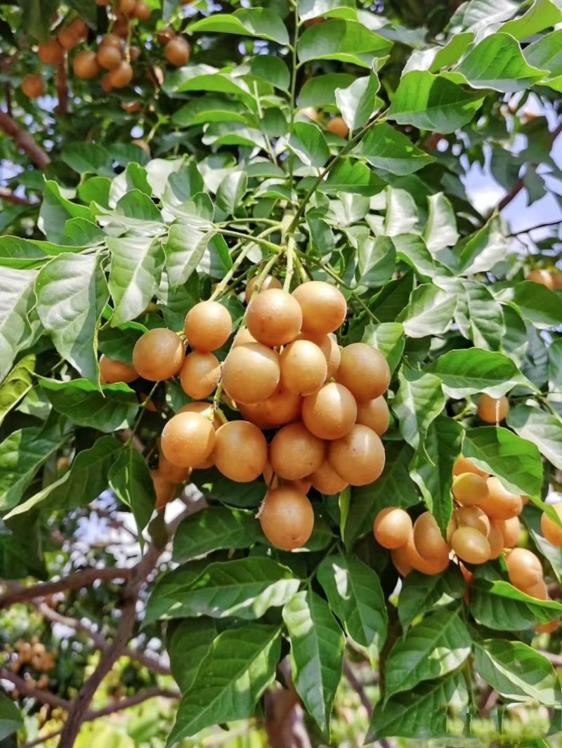 广东鸡心黄皮大量上市果园直供