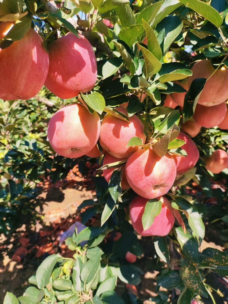 红富士苹果/沂水红富士苹果已大量上市