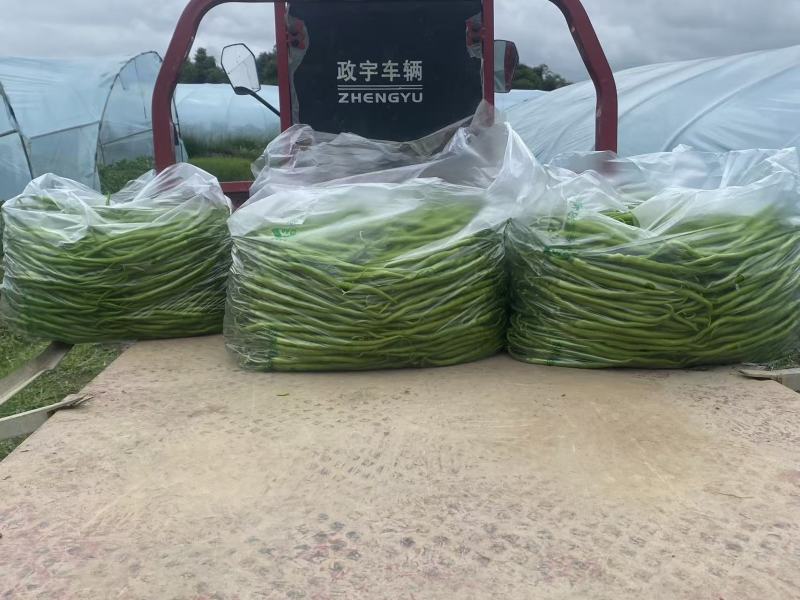 绵阳辣椒产地直发可视频看货接受预订欢迎老板来电咨询