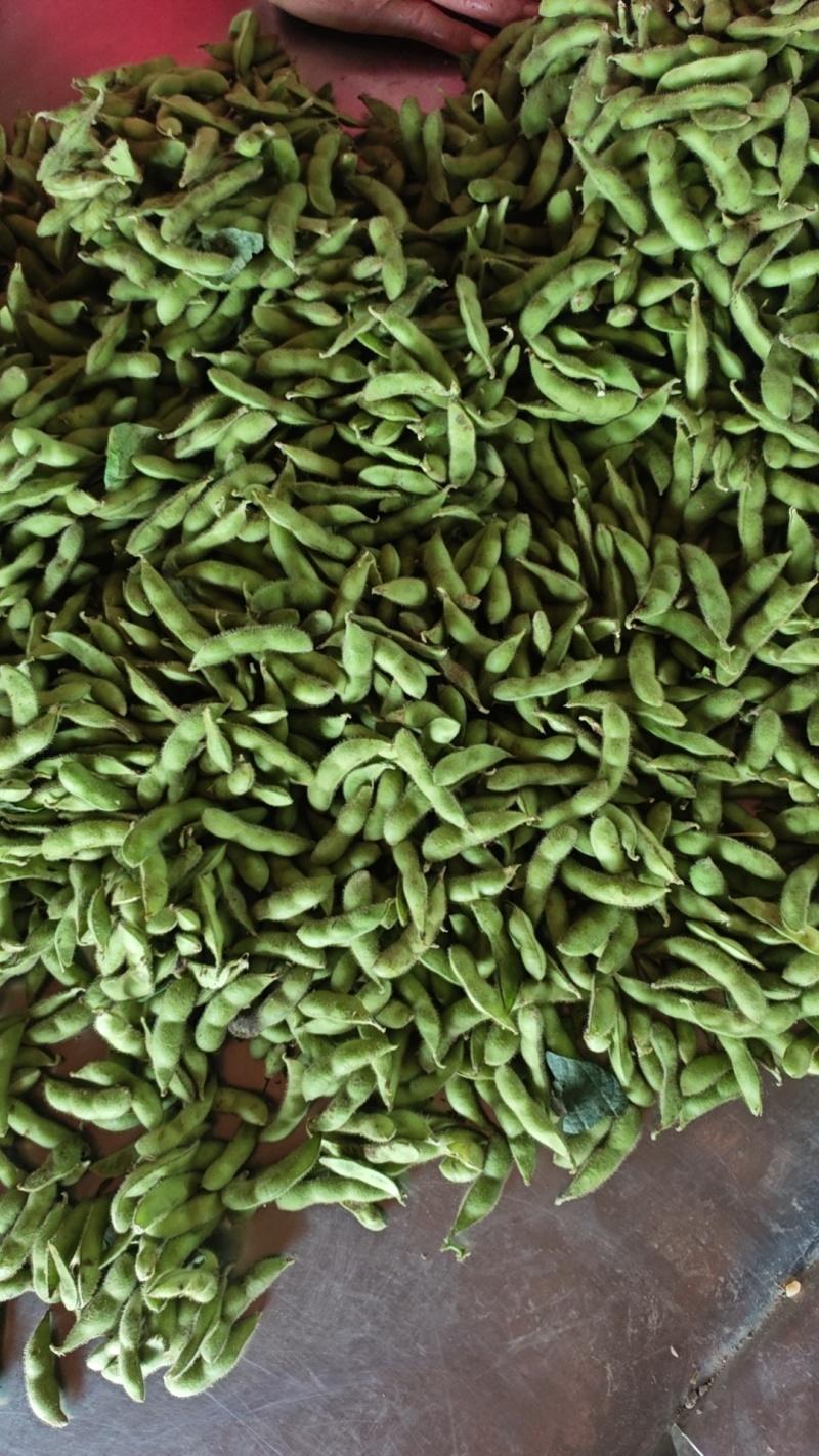 露天毛豆