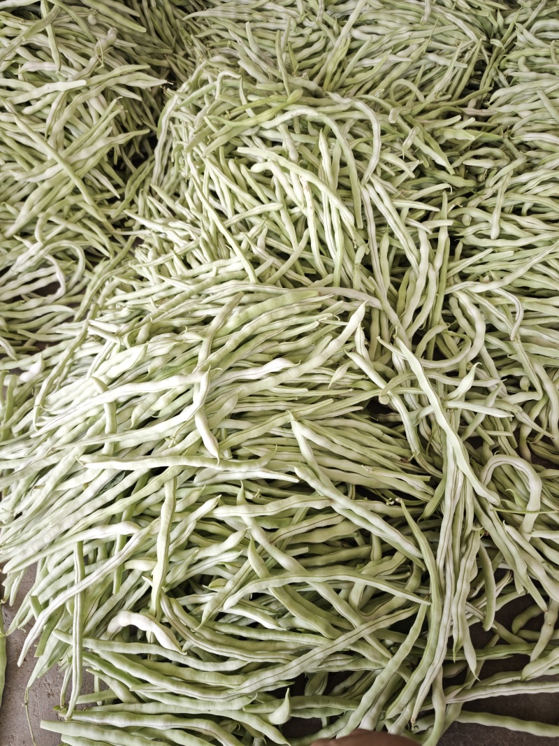大量供应山西应县白不老、白王豆角