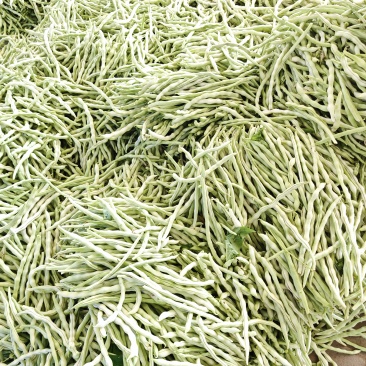 大量供应山西应县白不老、白王豆角