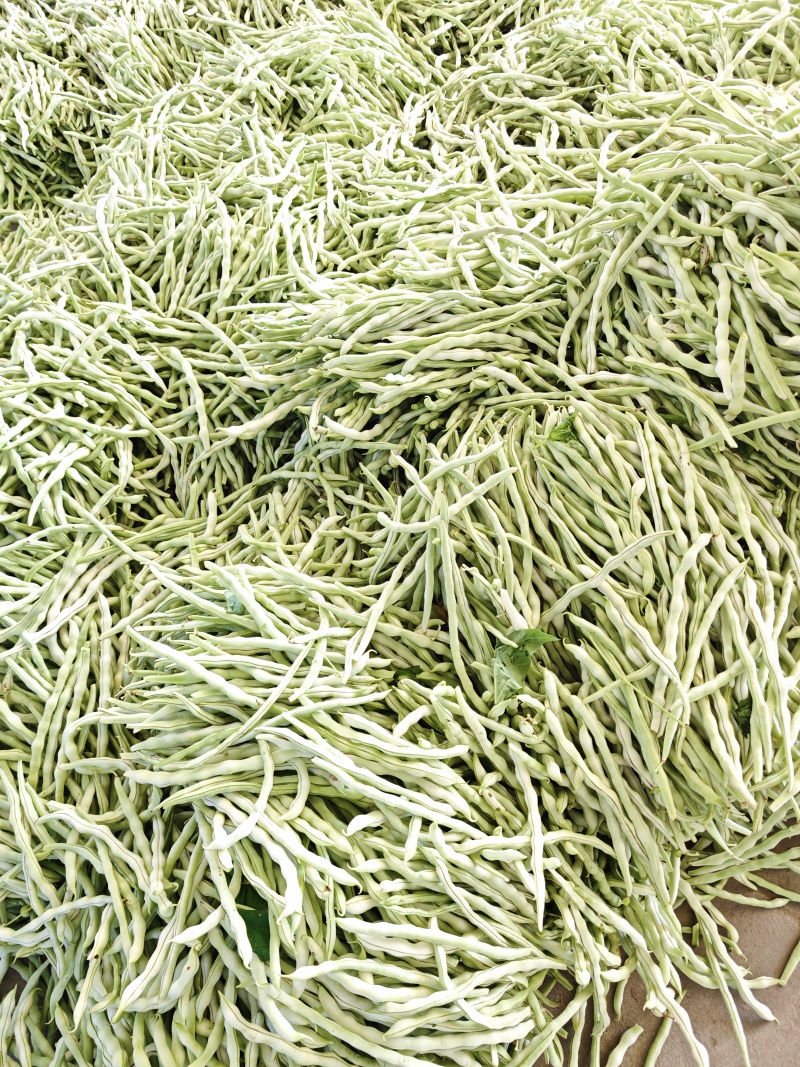 大量供应山西应县白不老、白王豆角