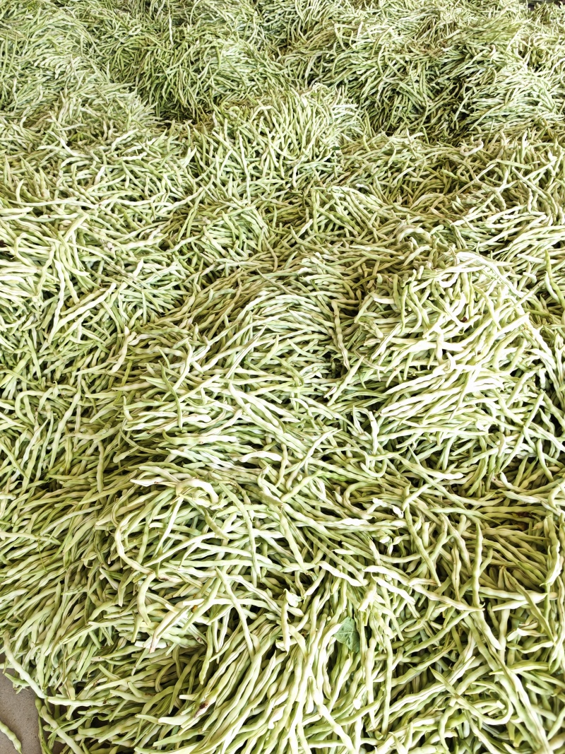 大量供应山西应县白不老、白王豆角