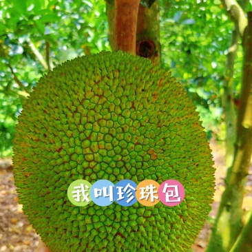 菠萝蜜