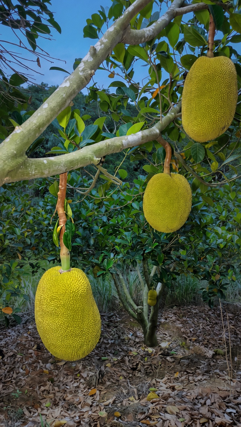 菠萝蜜