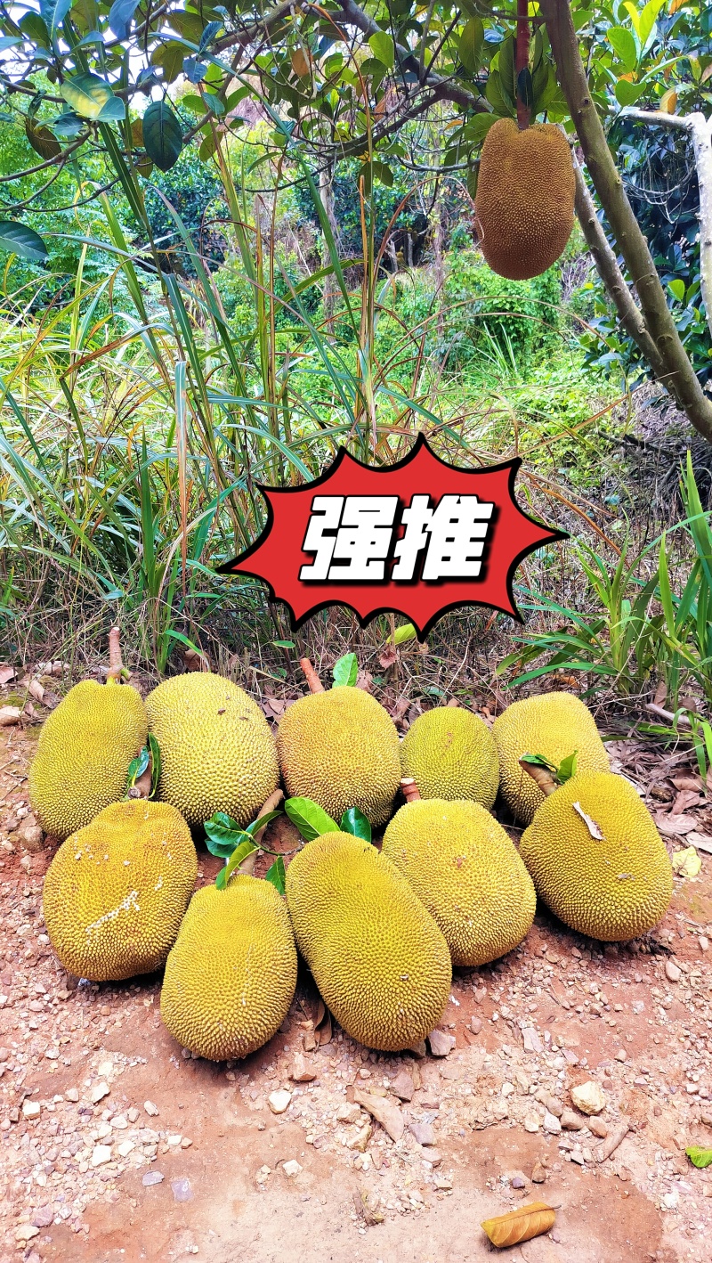 菠萝蜜