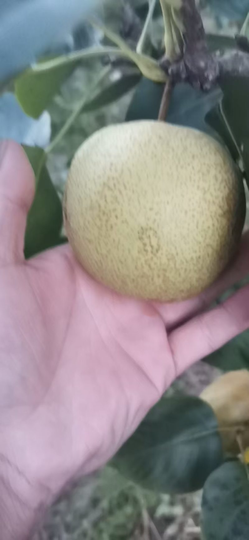 桂花梨
