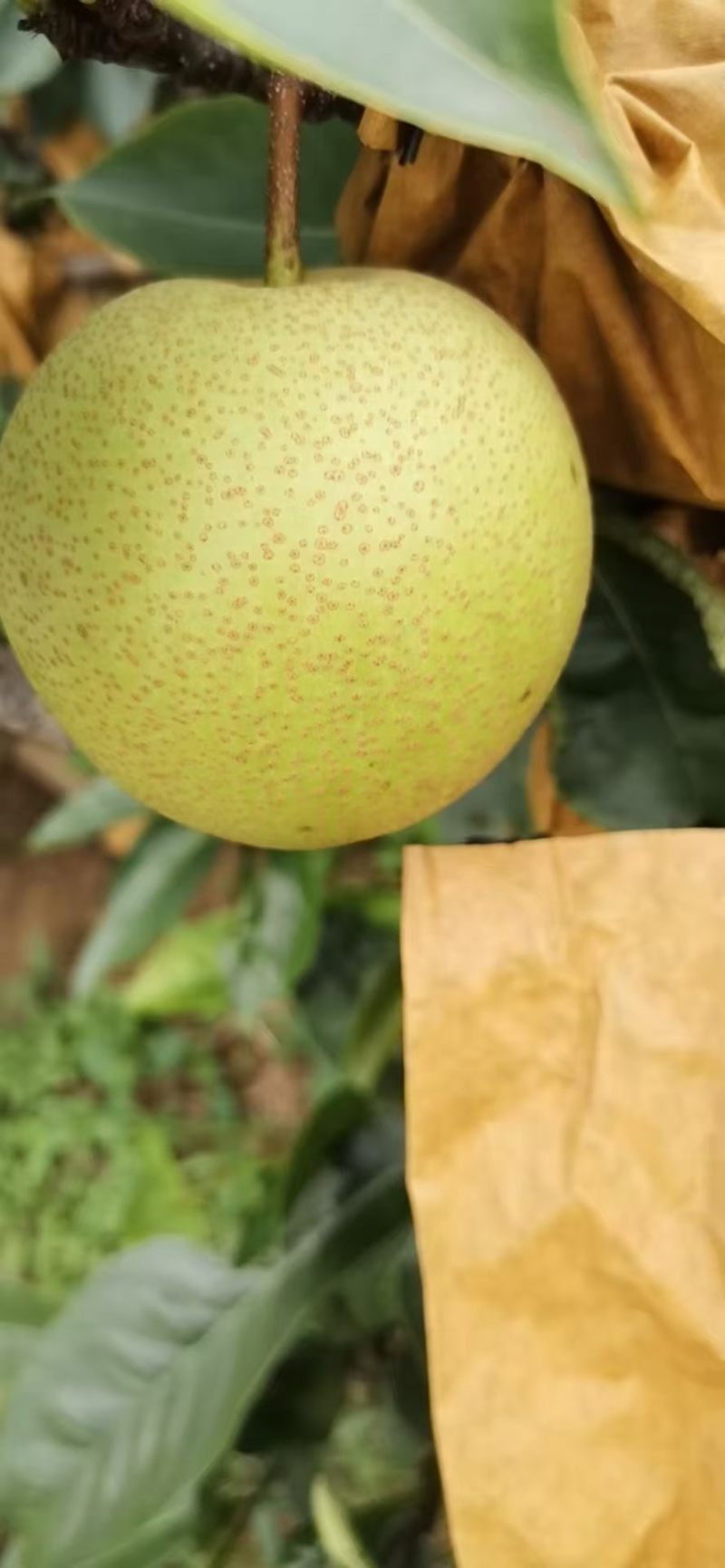 桂花梨