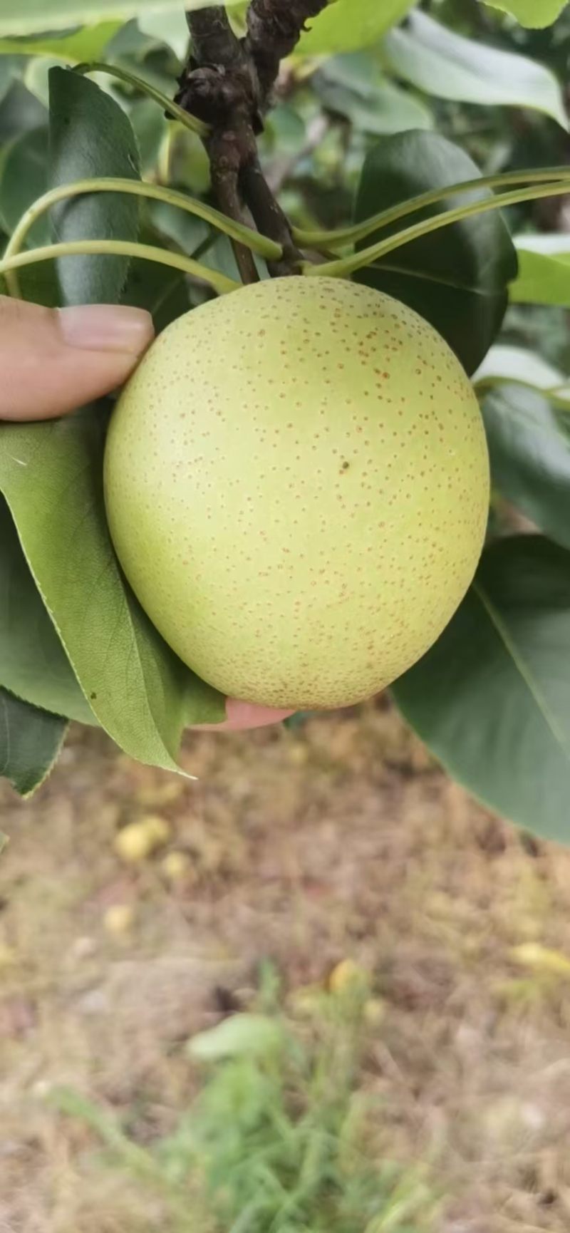 桂花梨