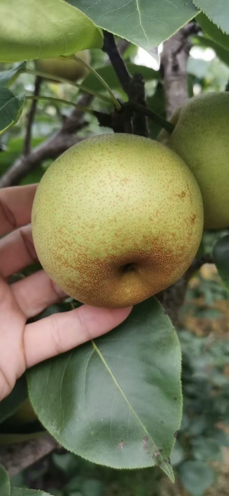 桂花梨