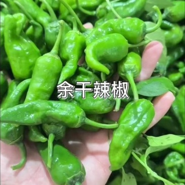 江西余干枫树辣椒