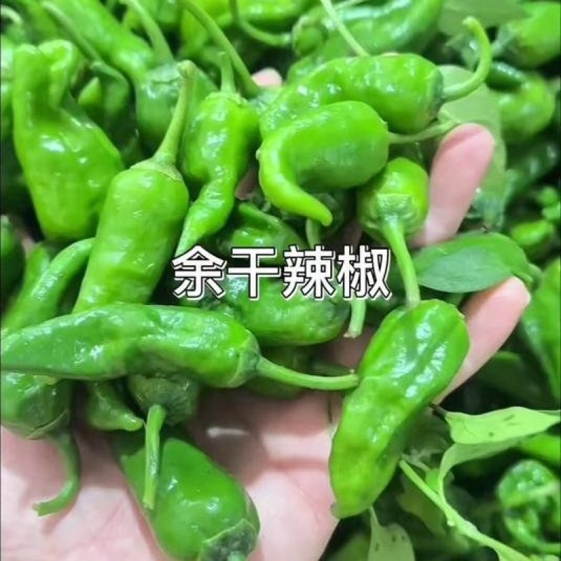 江西余干枫树辣椒