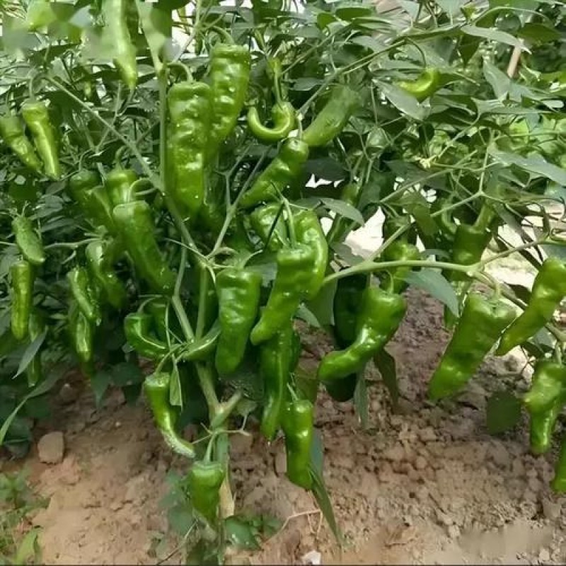 江西余干枫树辣椒
