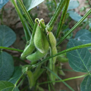 75毛豆