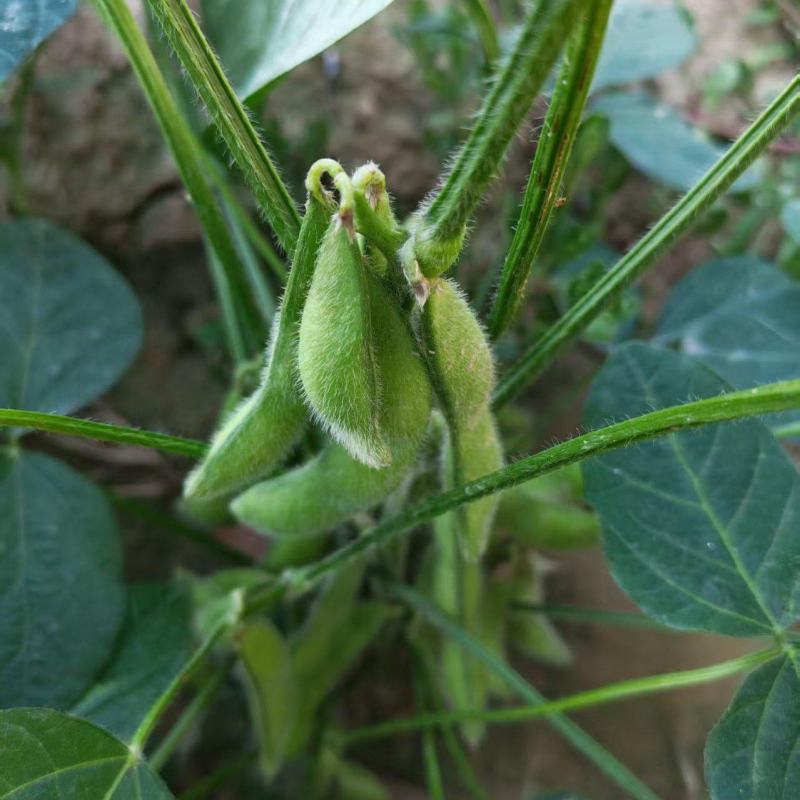 75毛豆