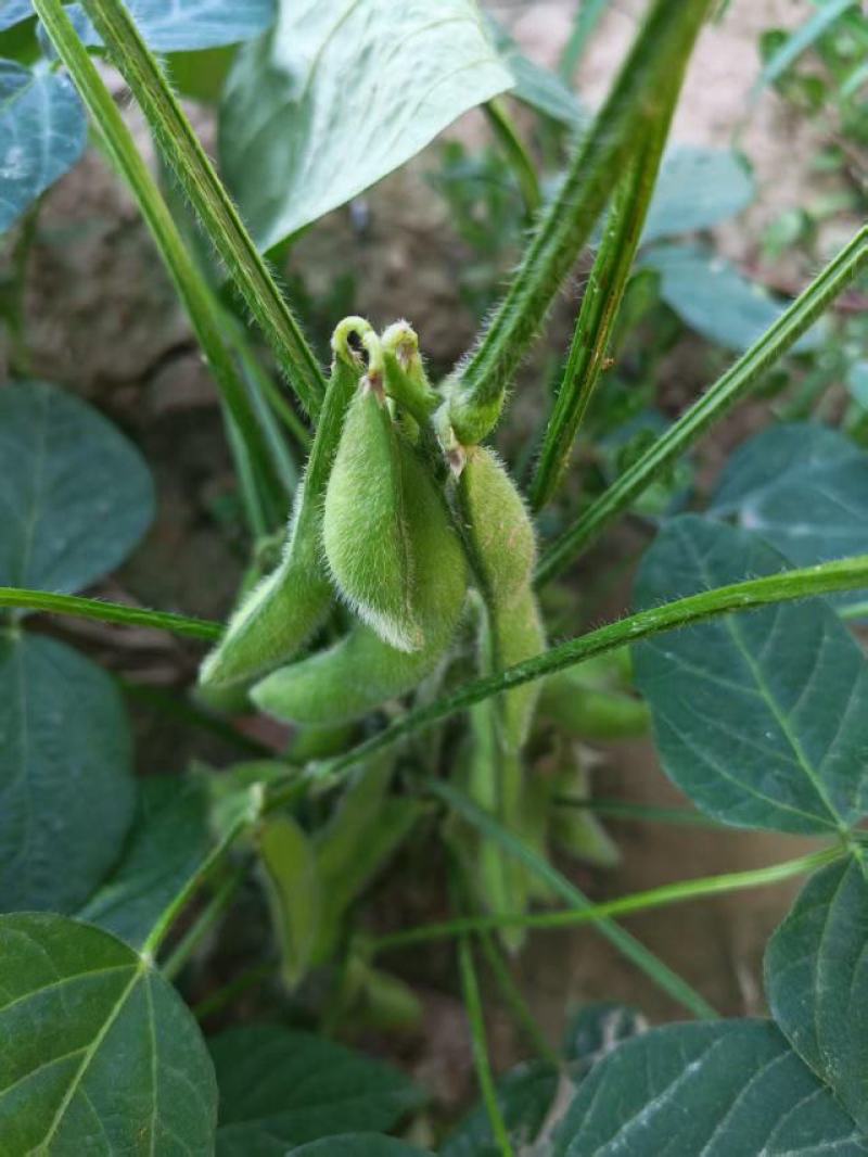75毛豆