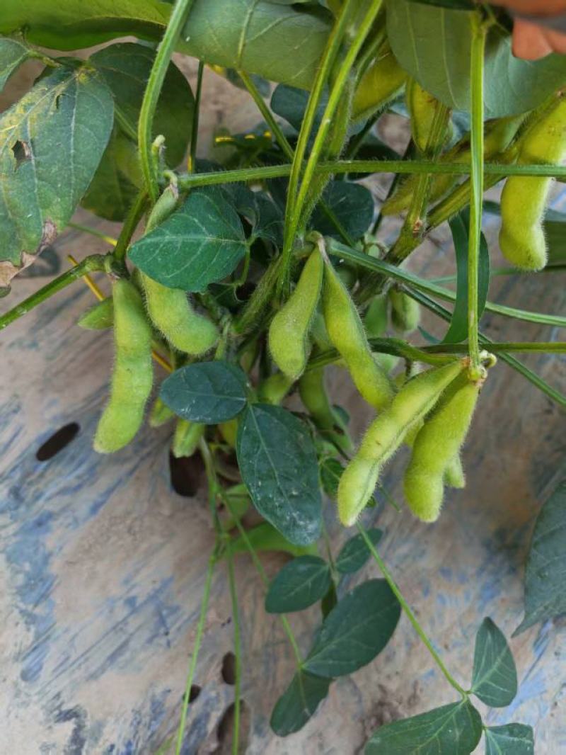 75毛豆