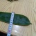 粽子叶，现采